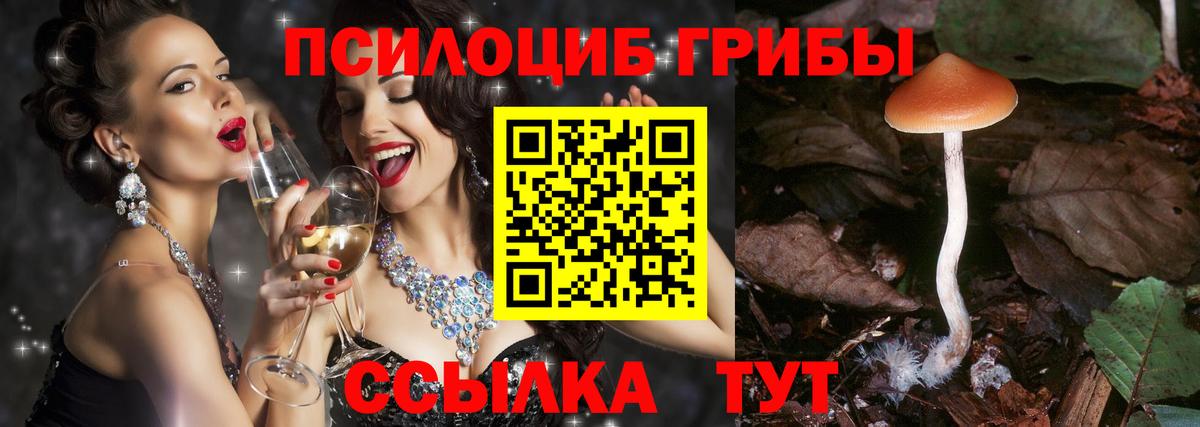 Галлюциногенные грибы Psilocybe Курчатов